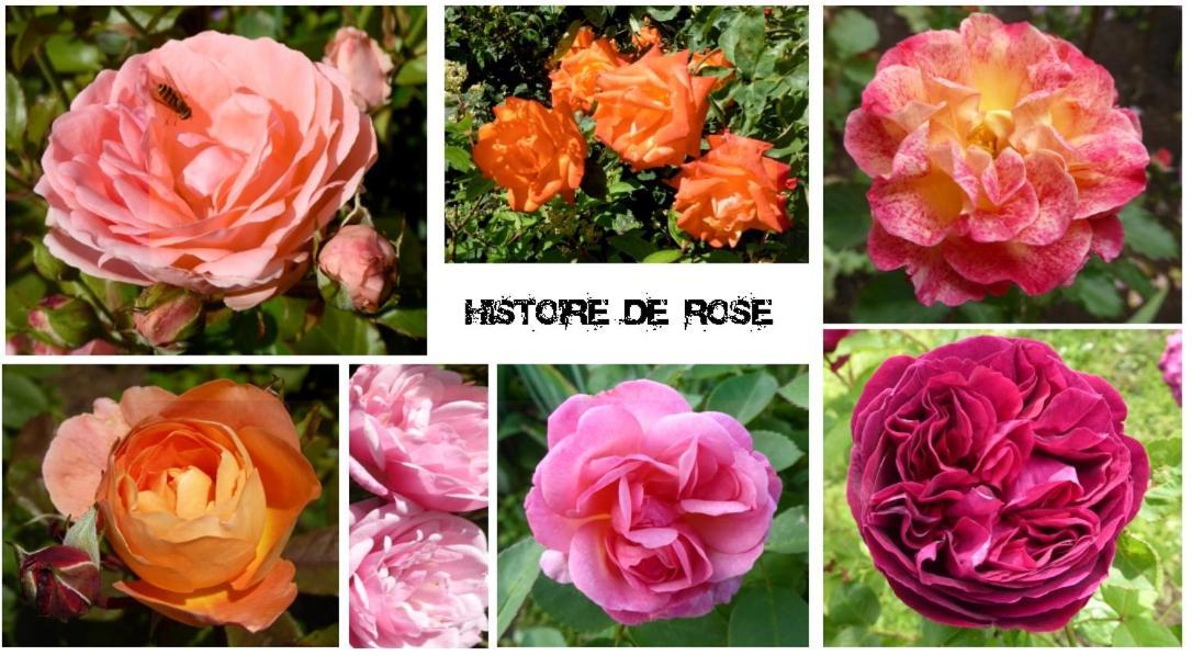 Essey Au Rendez Vous De L'Auxois B&B المظهر الخارجي الصورة
